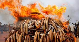 Discuss why poachers are criminals. What damage do they cause?