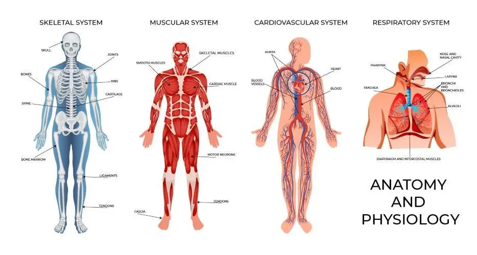 Chapter 11 (PART 3) Anatomy & Physiology Exam Practice Questions